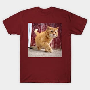 Fat Orange Cat T-Shirt